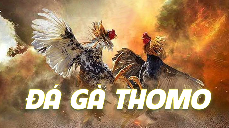 Đá gà Thomo